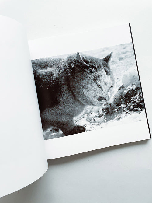 鴉 RAVENS / Masahisa Fukase