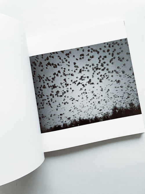 鴉 RAVENS / Masahisa Fukase