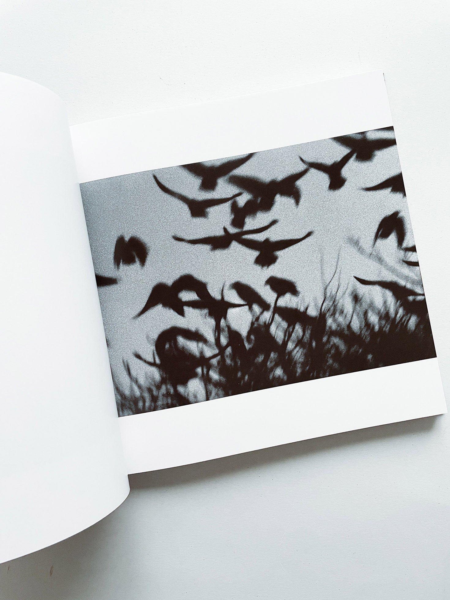 鴉 RAVENS / Masahisa Fukase
