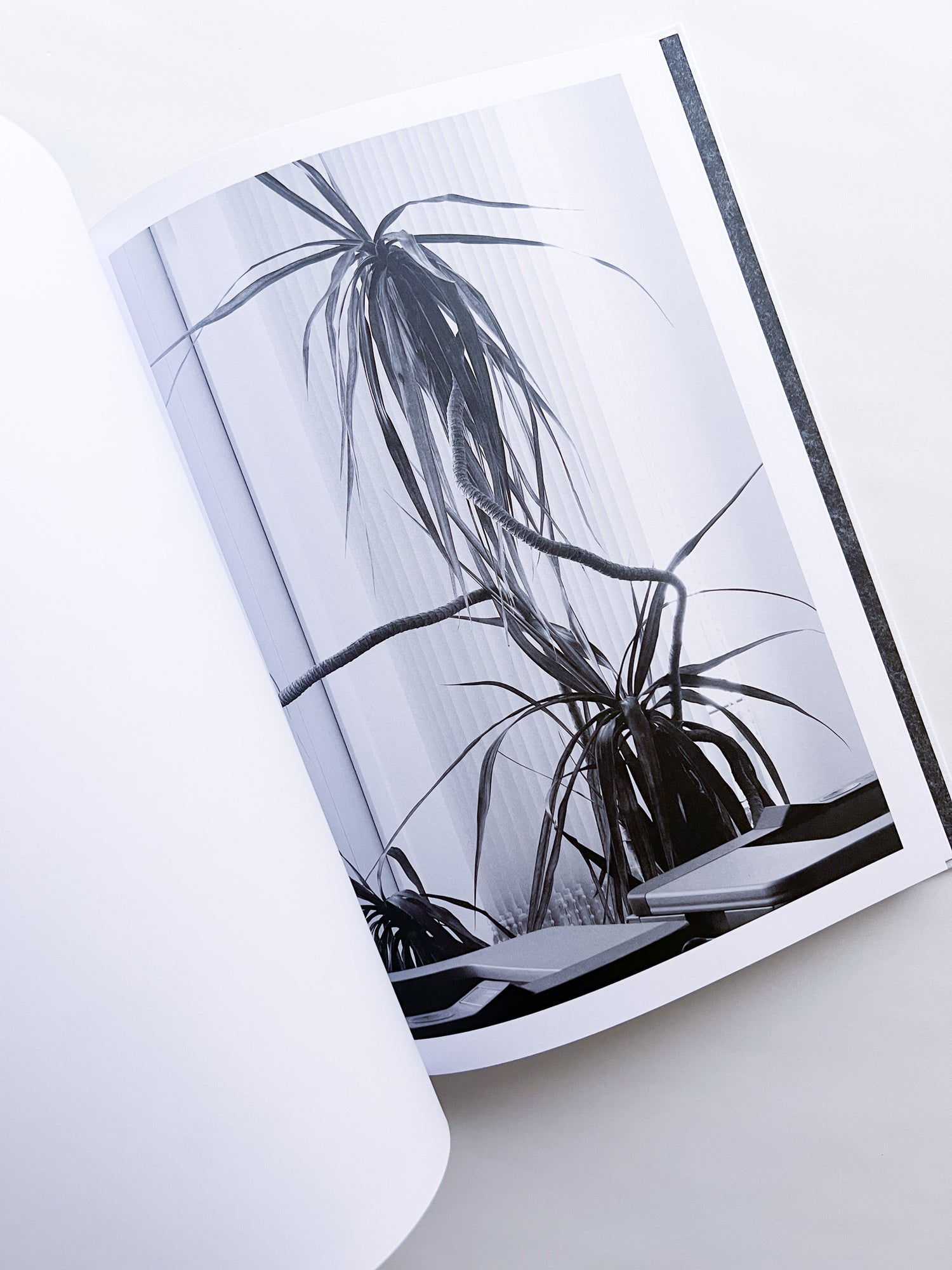 Büropflanze / Saskia Groneberg