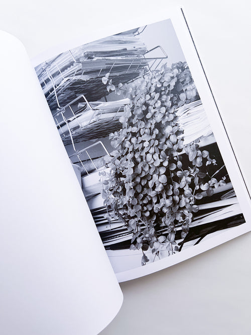 Büropflanze / Saskia Groneberg