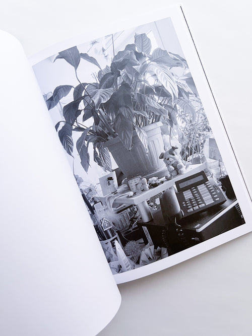 Büropflanze / Saskia Groneberg