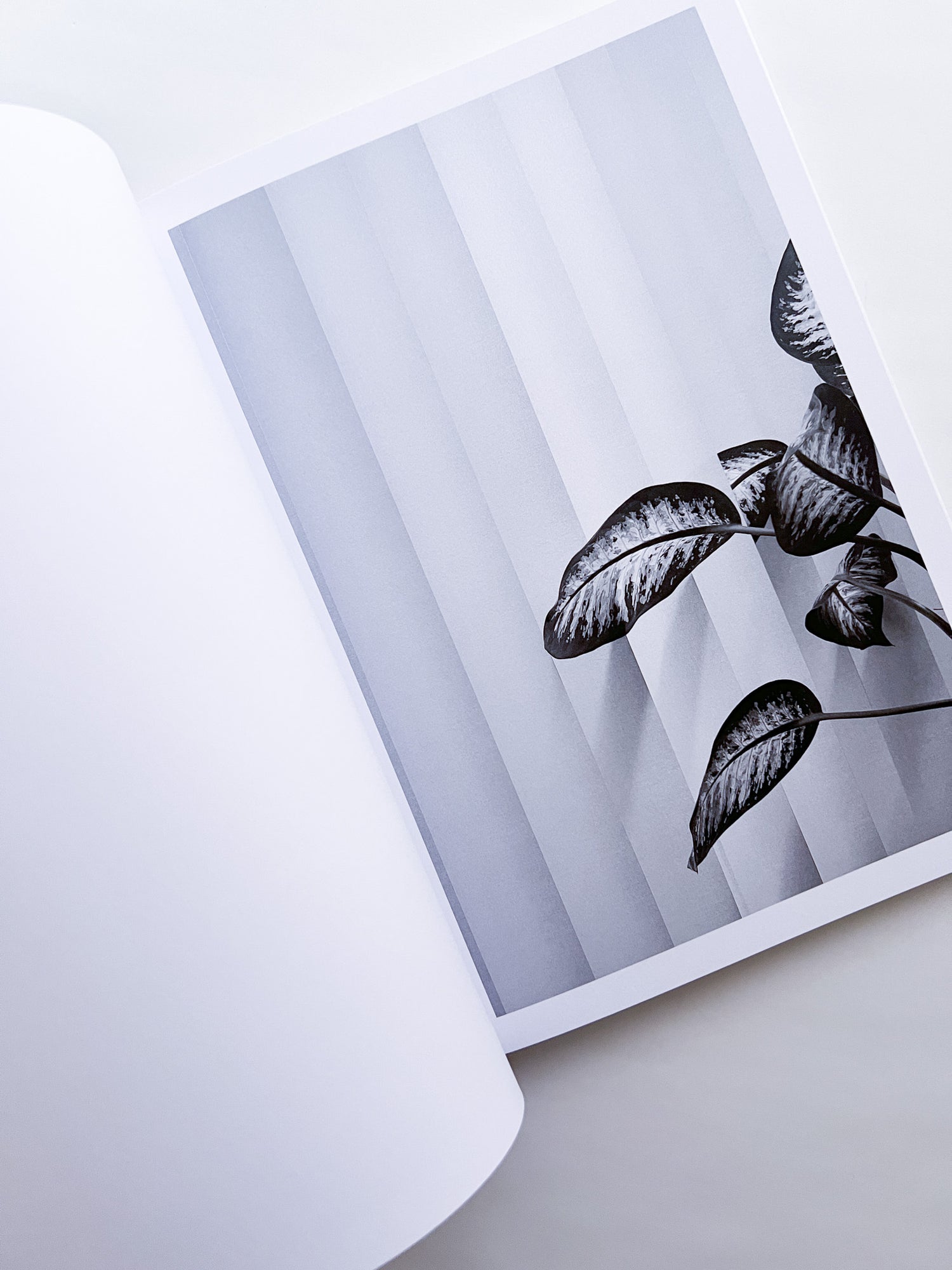 Büropflanze / Saskia Groneberg