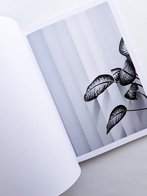 Büropflanze / Saskia Groneberg