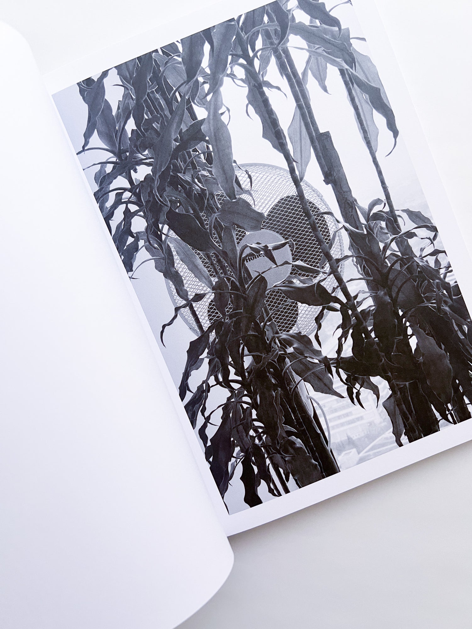 Büropflanze / Saskia Groneberg