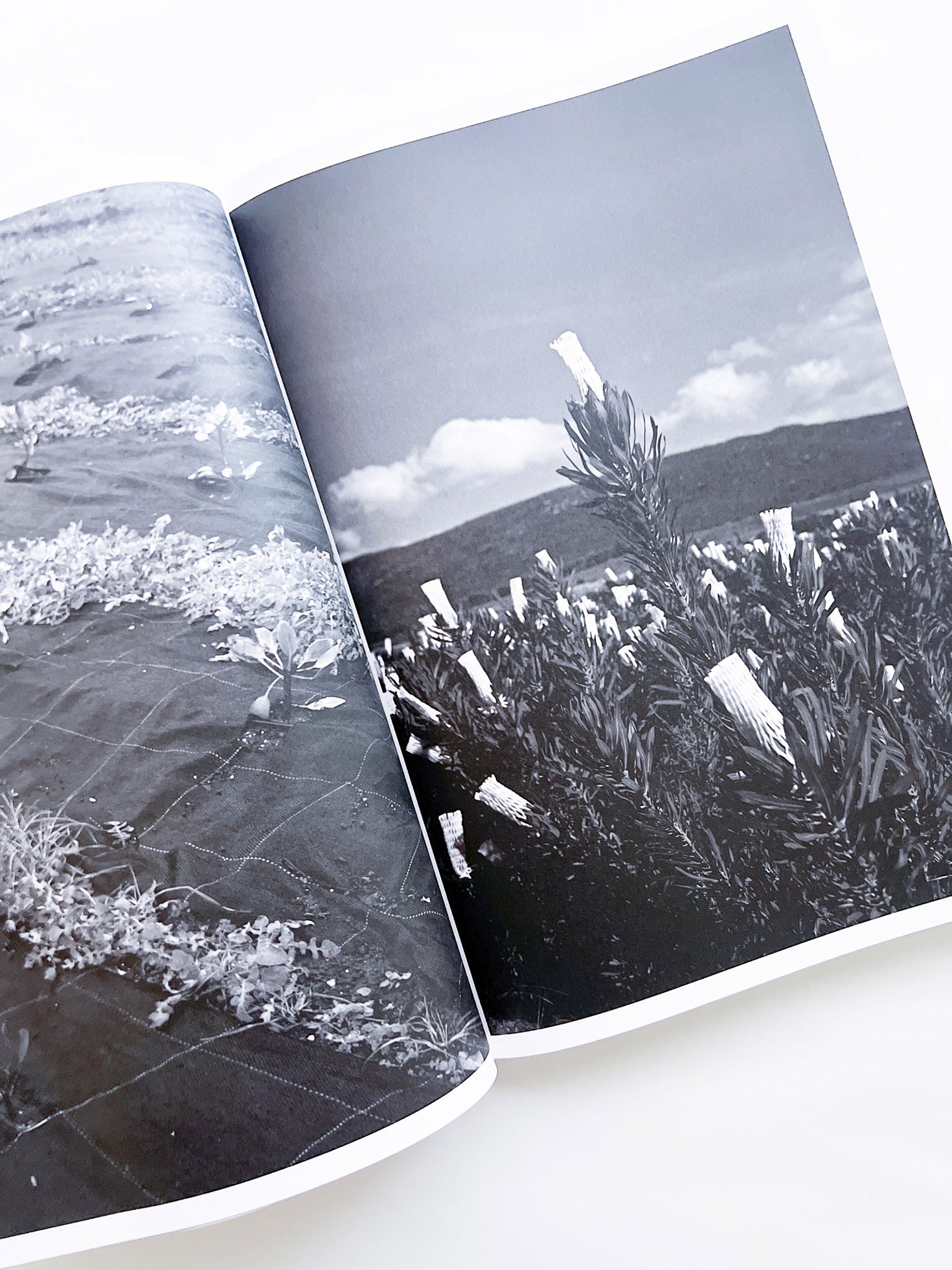 Protean Routes / Jabulani Dhlamini, Jansen van Staden