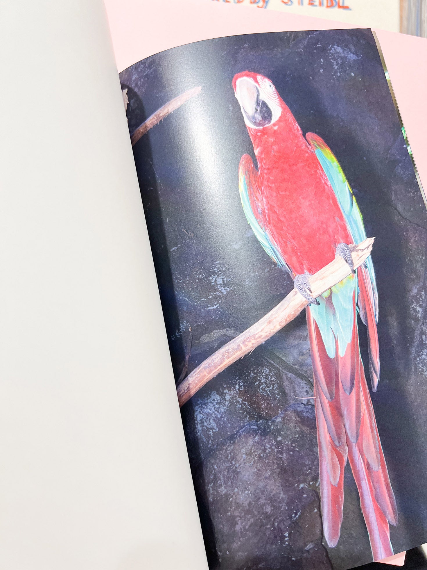 YOUNG GREEN LETTER / Taisuke Nakano, Yosuke Kobashi