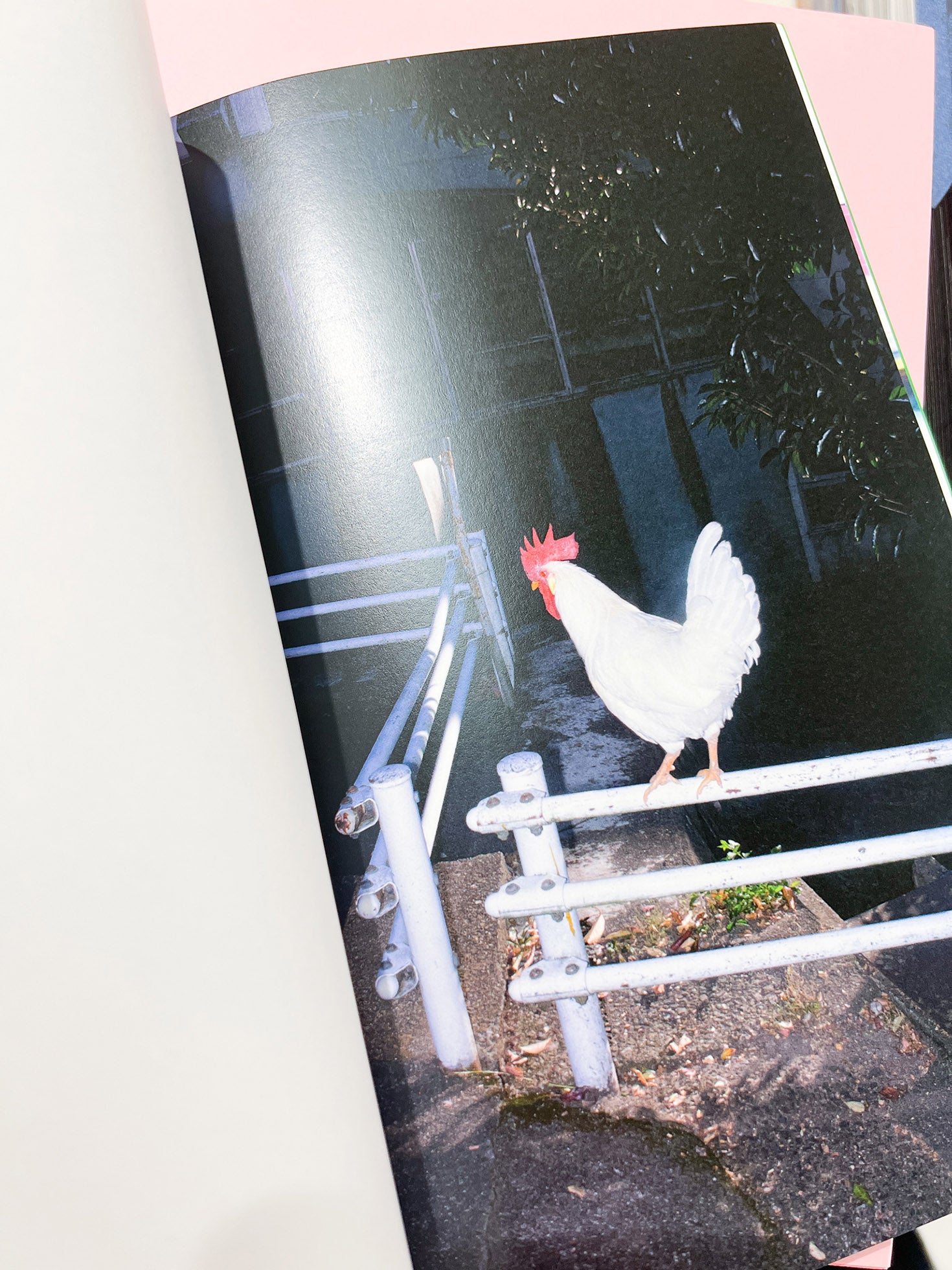 YOUNG GREEN LETTER / Taisuke Nakano, Yosuke Kobashi