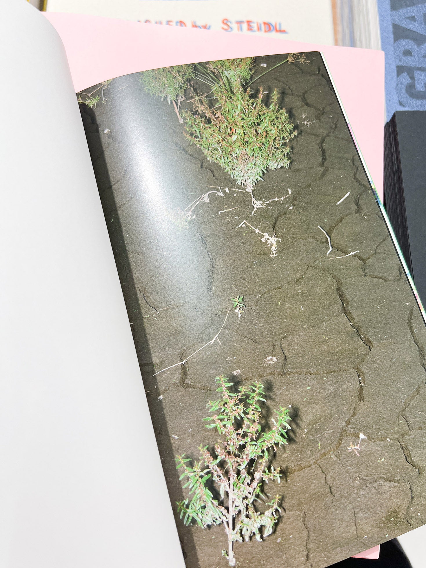 YOUNG GREEN LETTER / Taisuke Nakano, Yosuke Kobashi