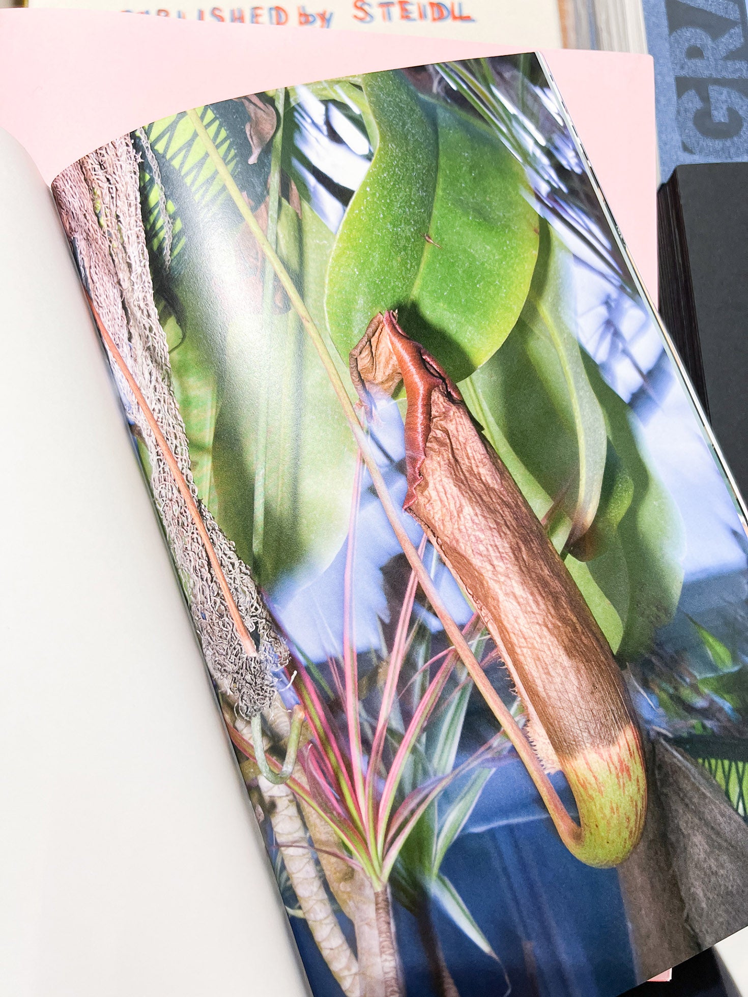 YOUNG GREEN LETTER / Taisuke Nakano, Yosuke Kobashi