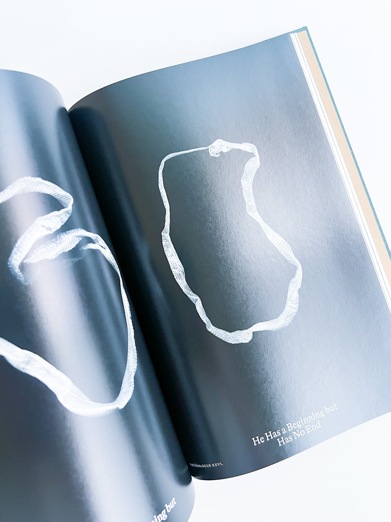 Bestiary / Anne Geene, Arjan de Nooy