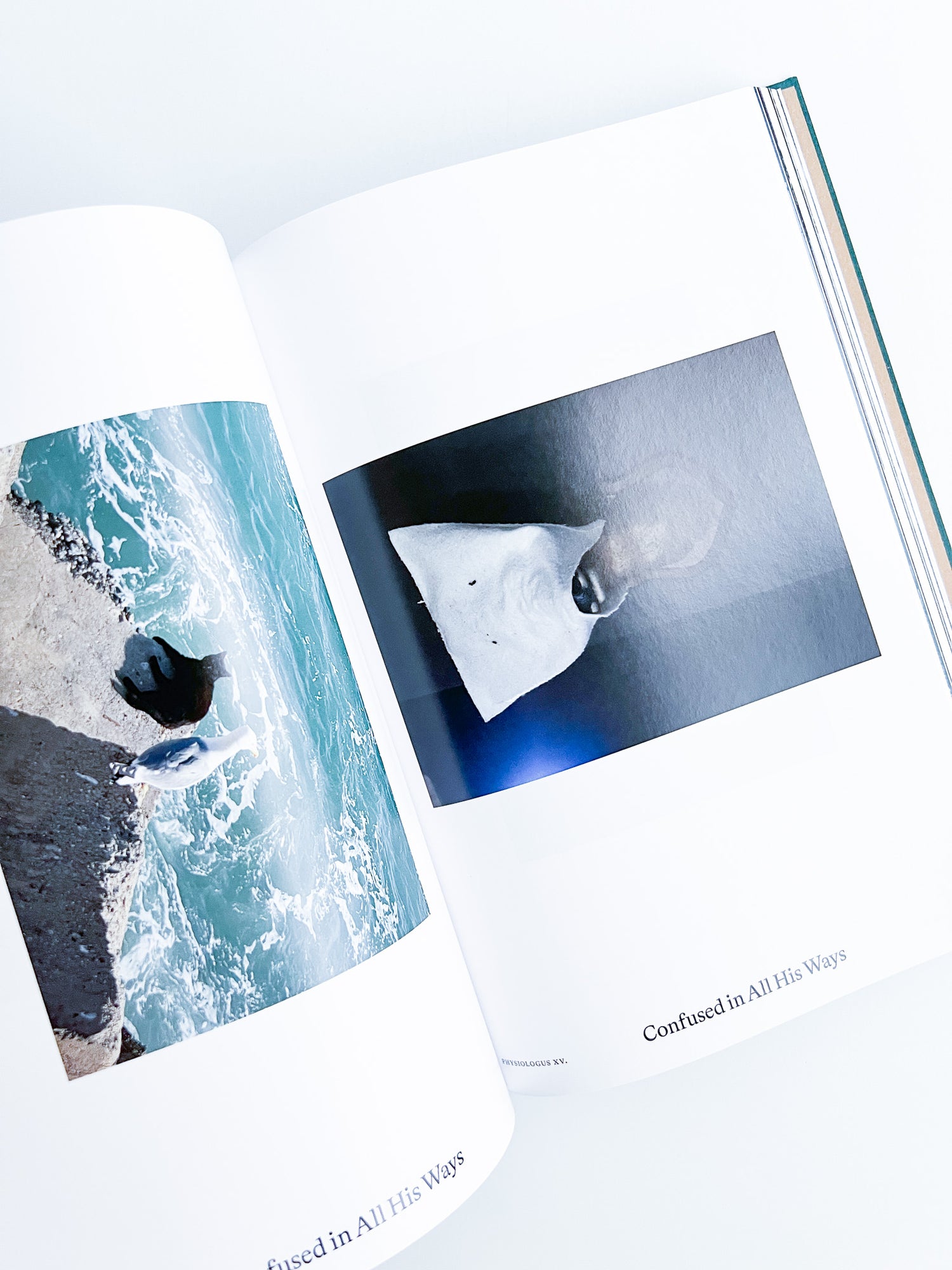 Bestiary / Anne Geene, Arjan de Nooy