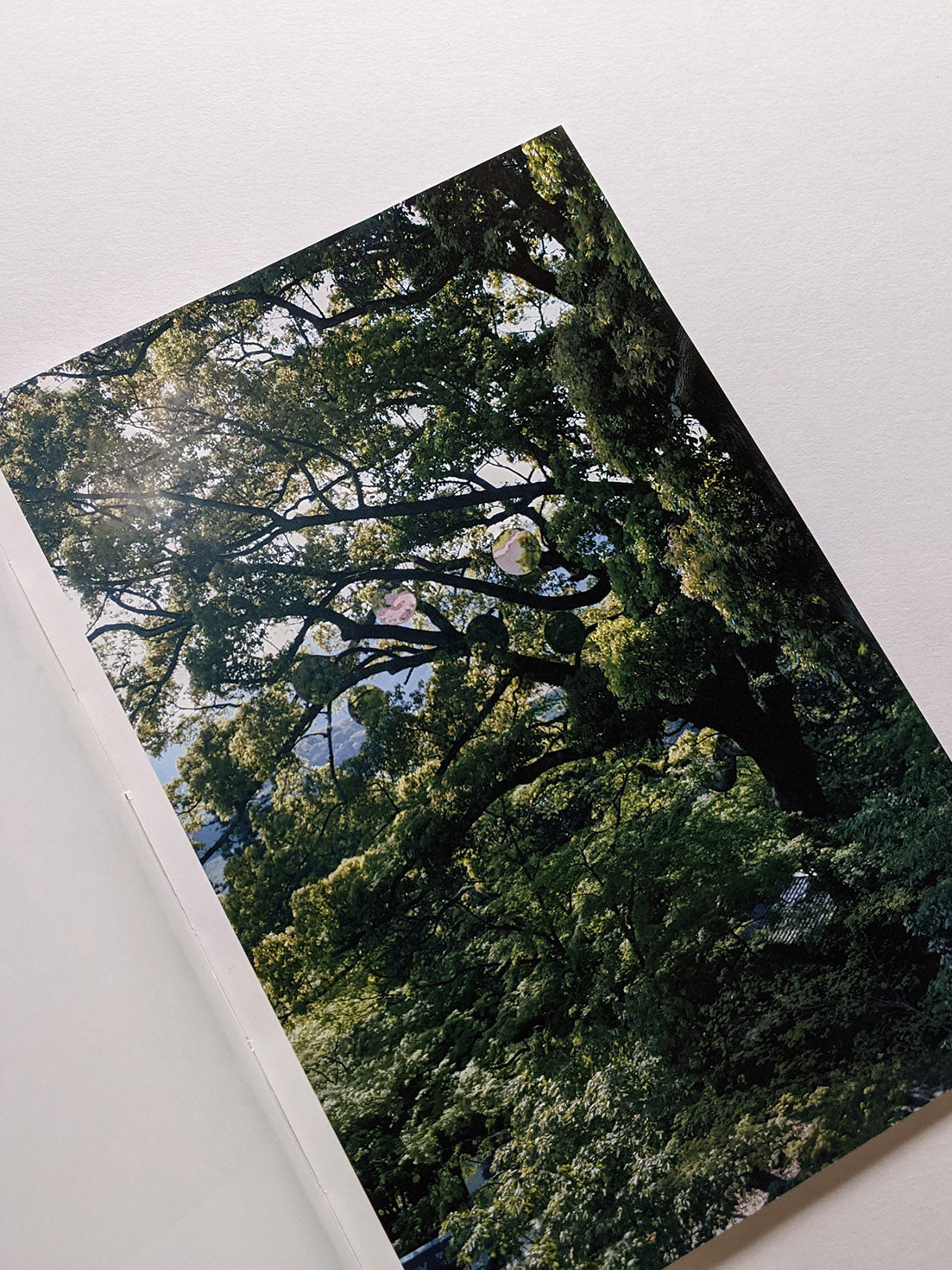 Seeing Itself－見えないものを見る / Takashi Homma