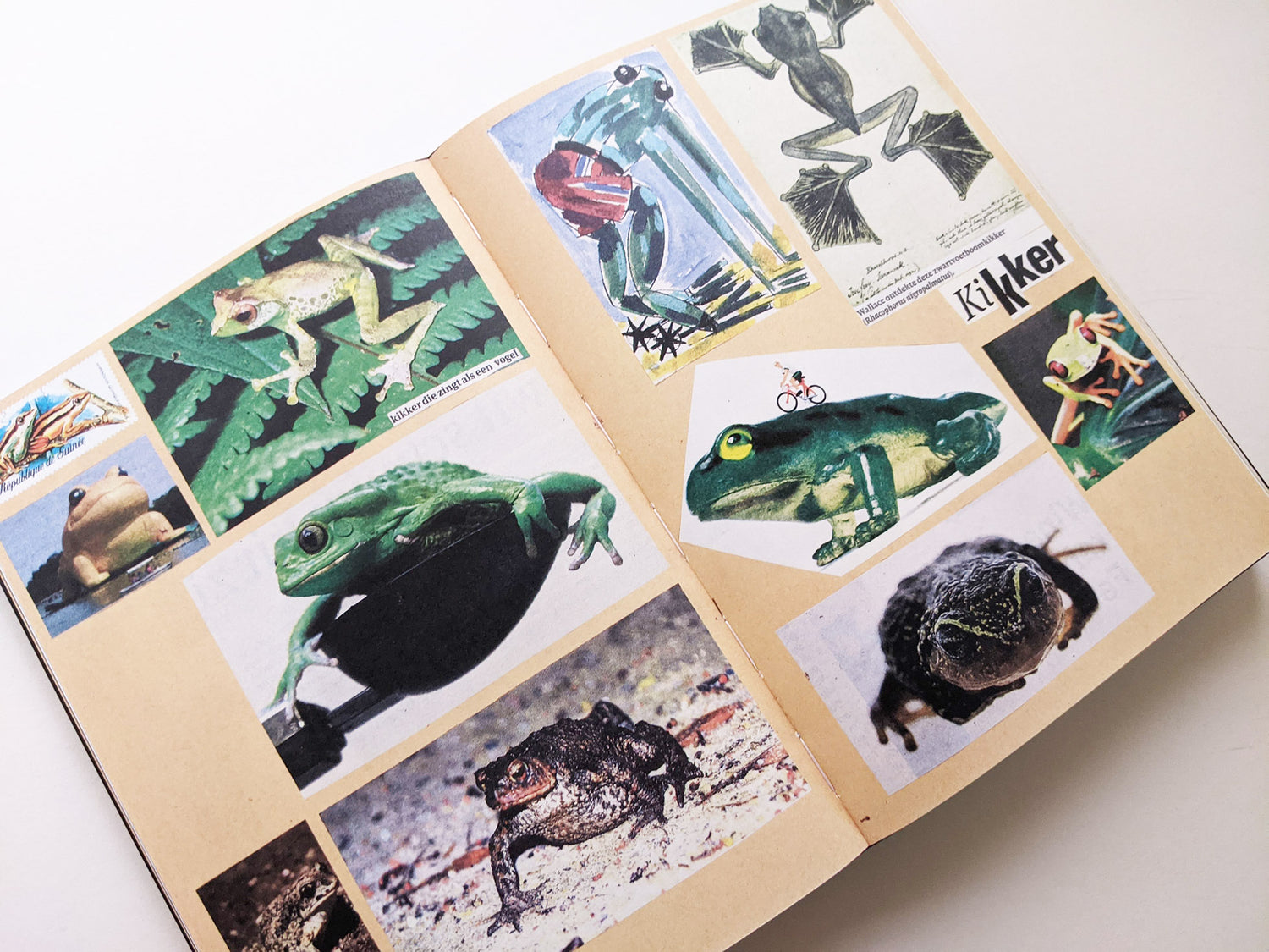 Animal Books For Jaap Zeno Anna Julian Luca (New edition) / Lous Martens