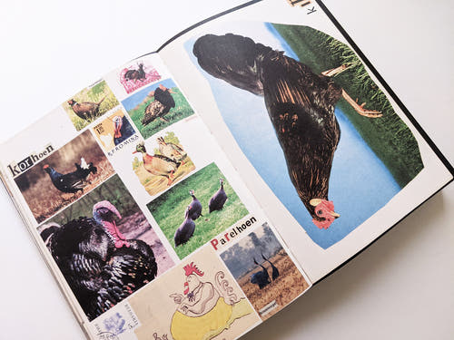 Animal Books For Jaap Zeno Anna Julian Luca (New edition) / Lous Martens
