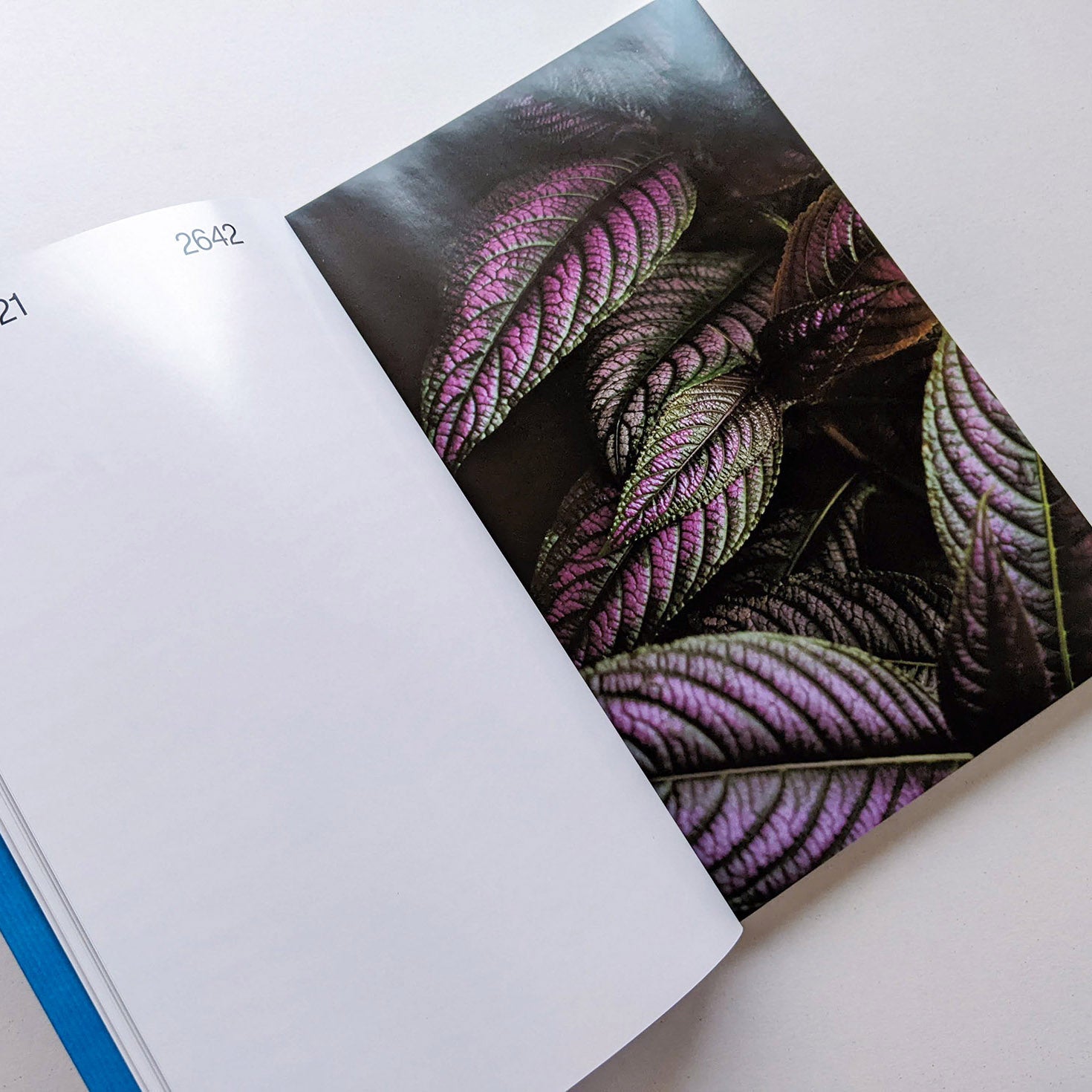 Tofu-Knife / Kohei Kawatani [SIGNED]