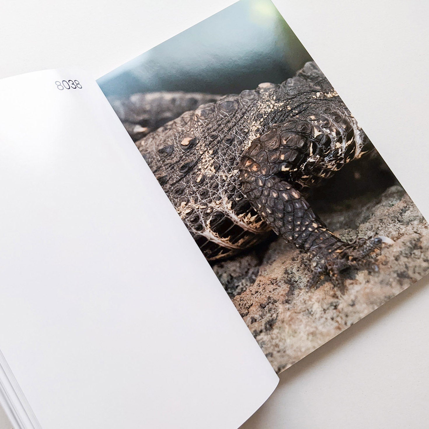 Tofu-Knife / Kohei Kawatani [SIGNED]