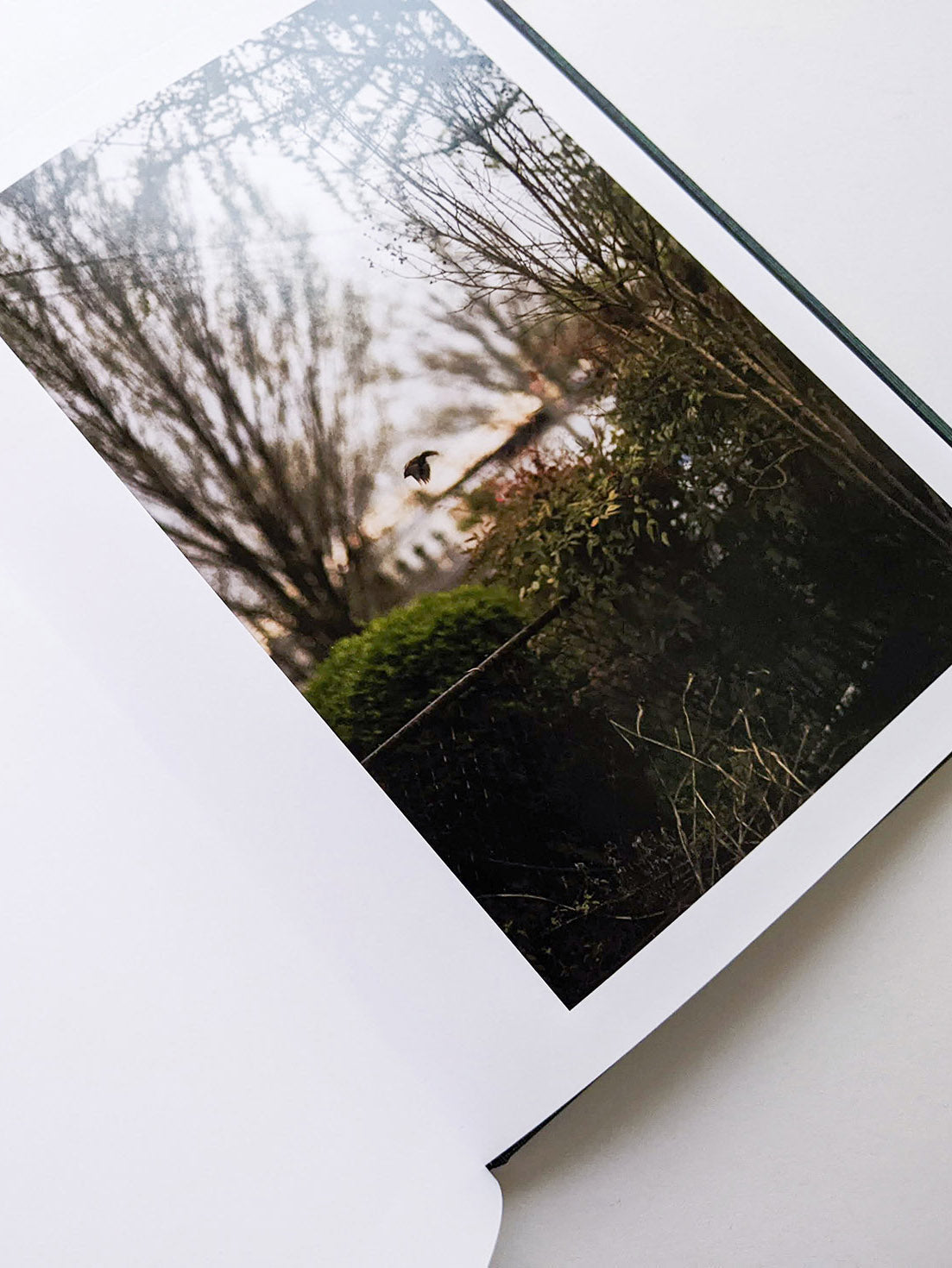 DES OISEAUX / TERRI WEIFENBACH [SIGNED]