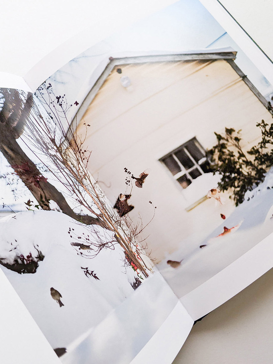 DES OISEAUX / TERRI WEIFENBACH [SIGNED]