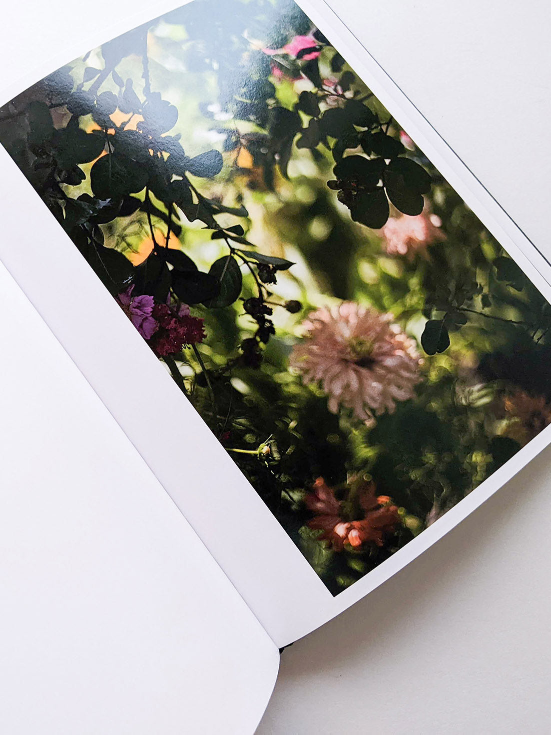 DES OISEAUX / TERRI WEIFENBACH [SIGNED]