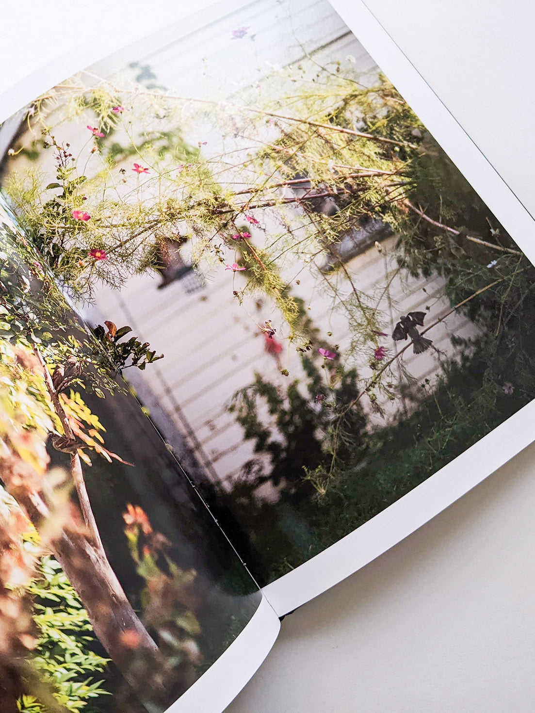 DES OISEAUX / TERRI WEIFENBACH [SIGNED]