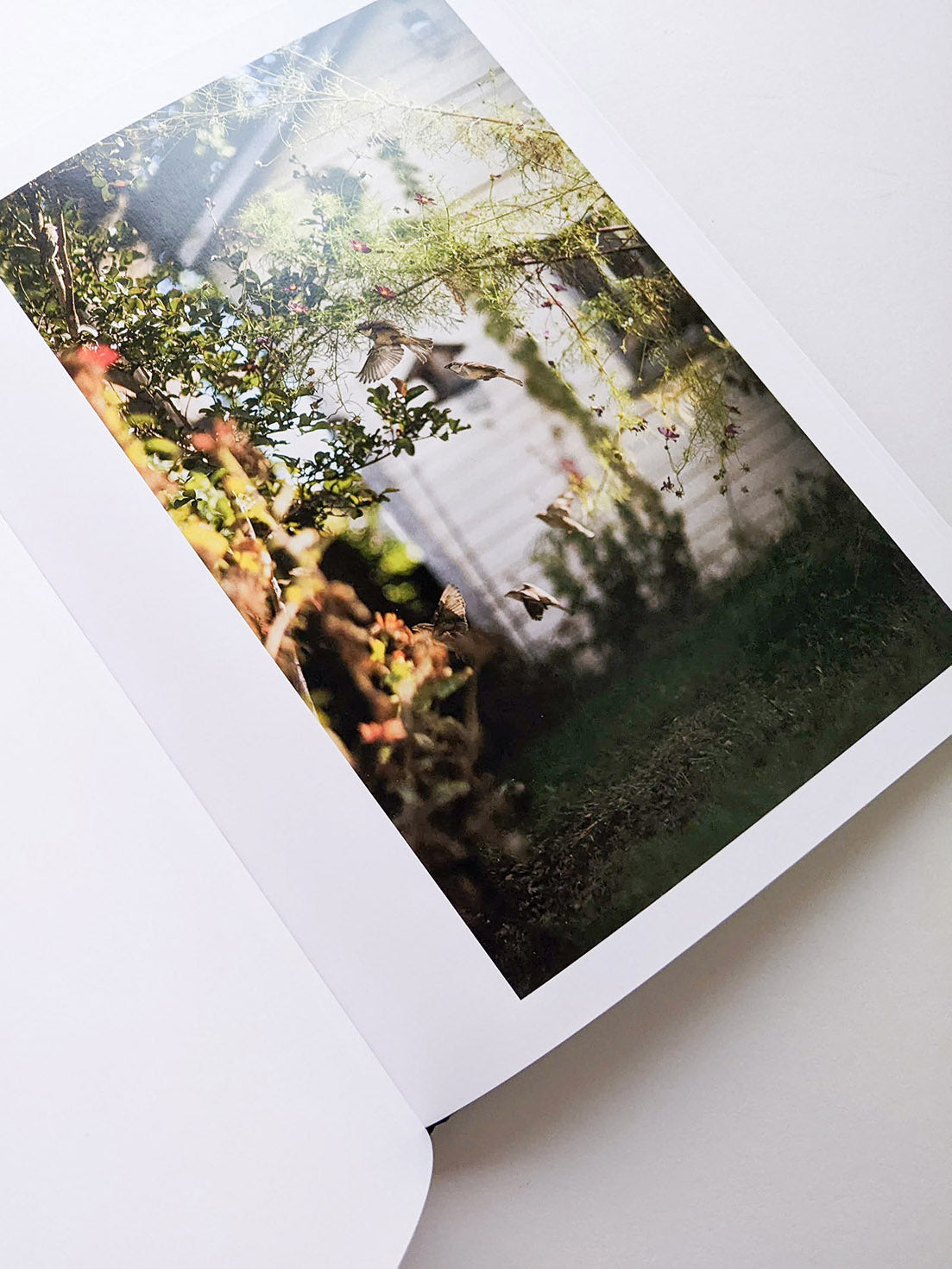 DES OISEAUX / TERRI WEIFENBACH [SIGNED]