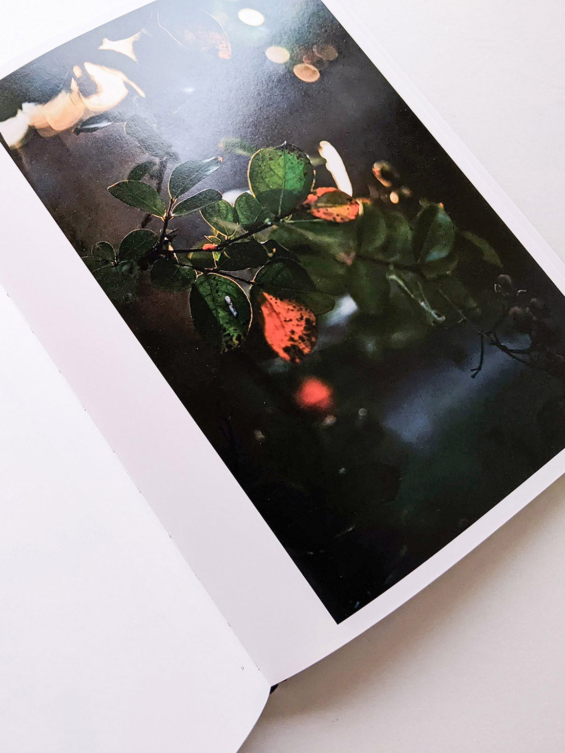 DES OISEAUX / TERRI WEIFENBACH [SIGNED]