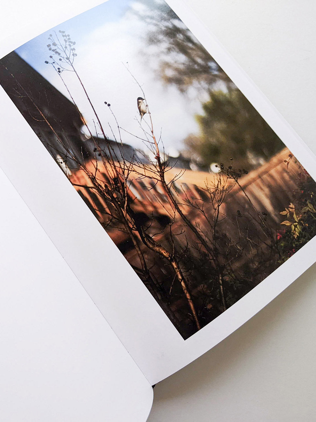 DES OISEAUX / TERRI WEIFENBACH [SIGNED]