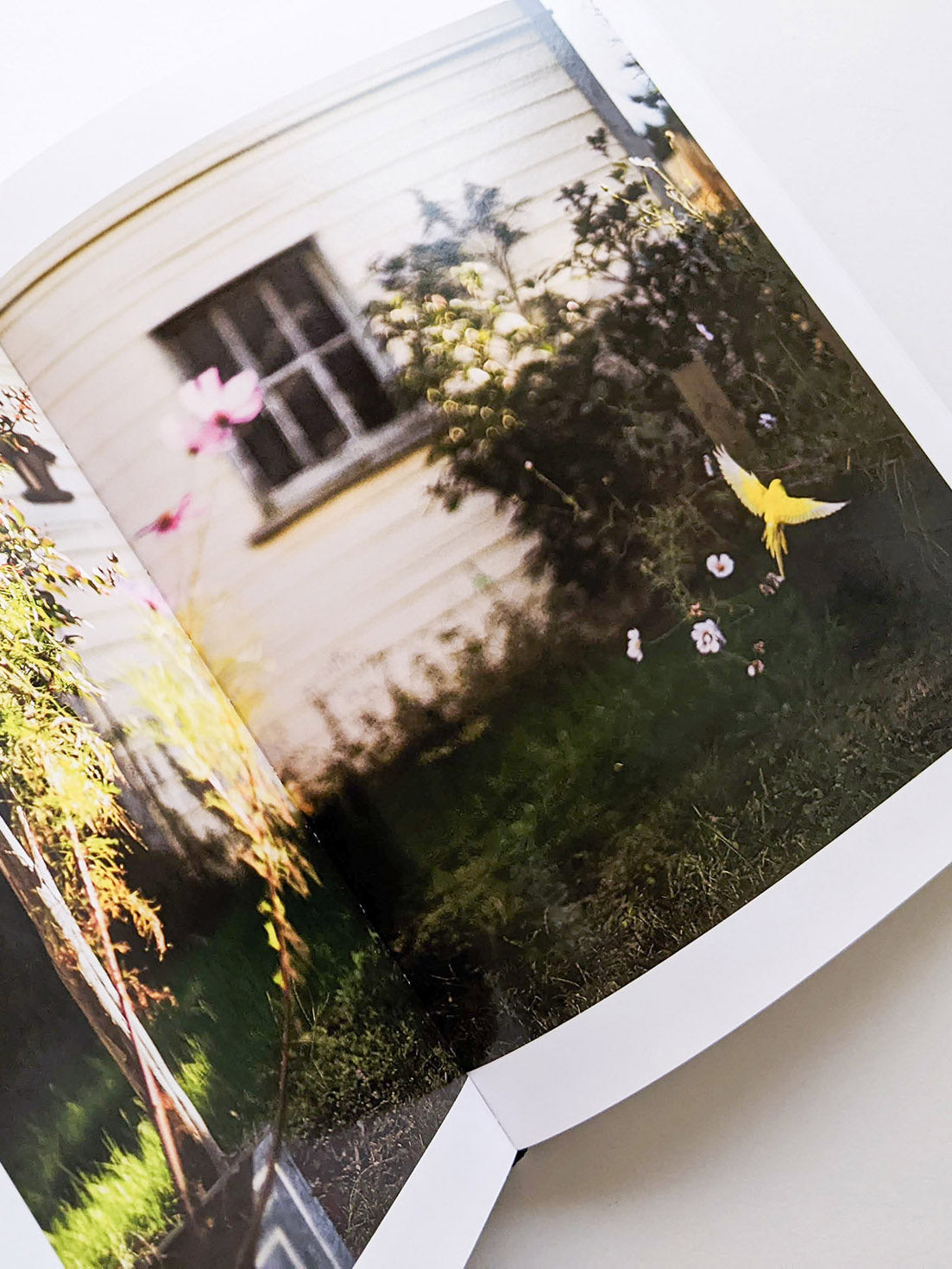 DES OISEAUX / TERRI WEIFENBACH [SIGNED]