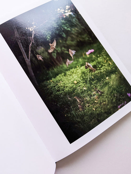 DES OISEAUX / TERRI WEIFENBACH [SIGNED]