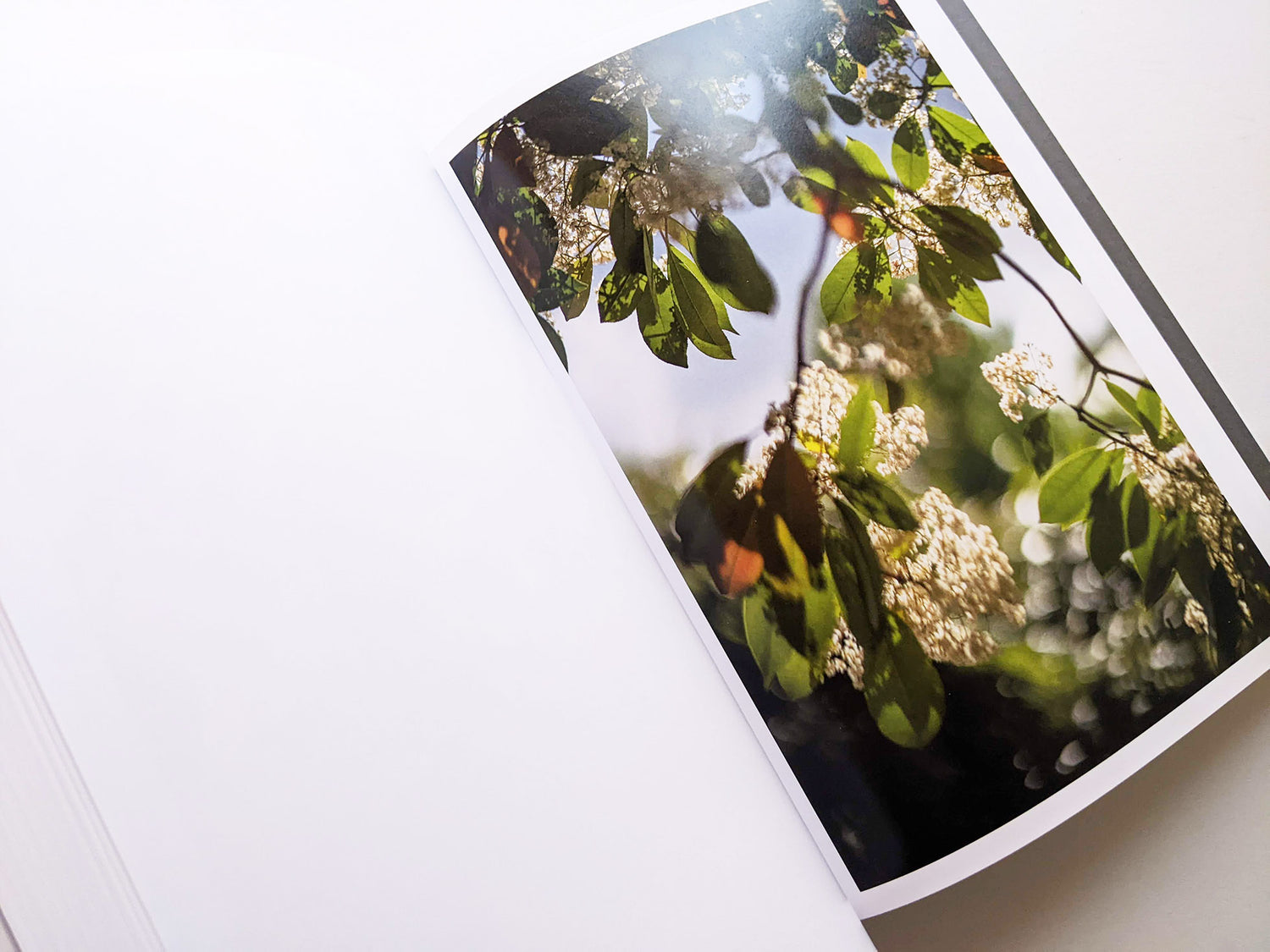 CLOUD PHYSICS / TERRI WEIFENBACH