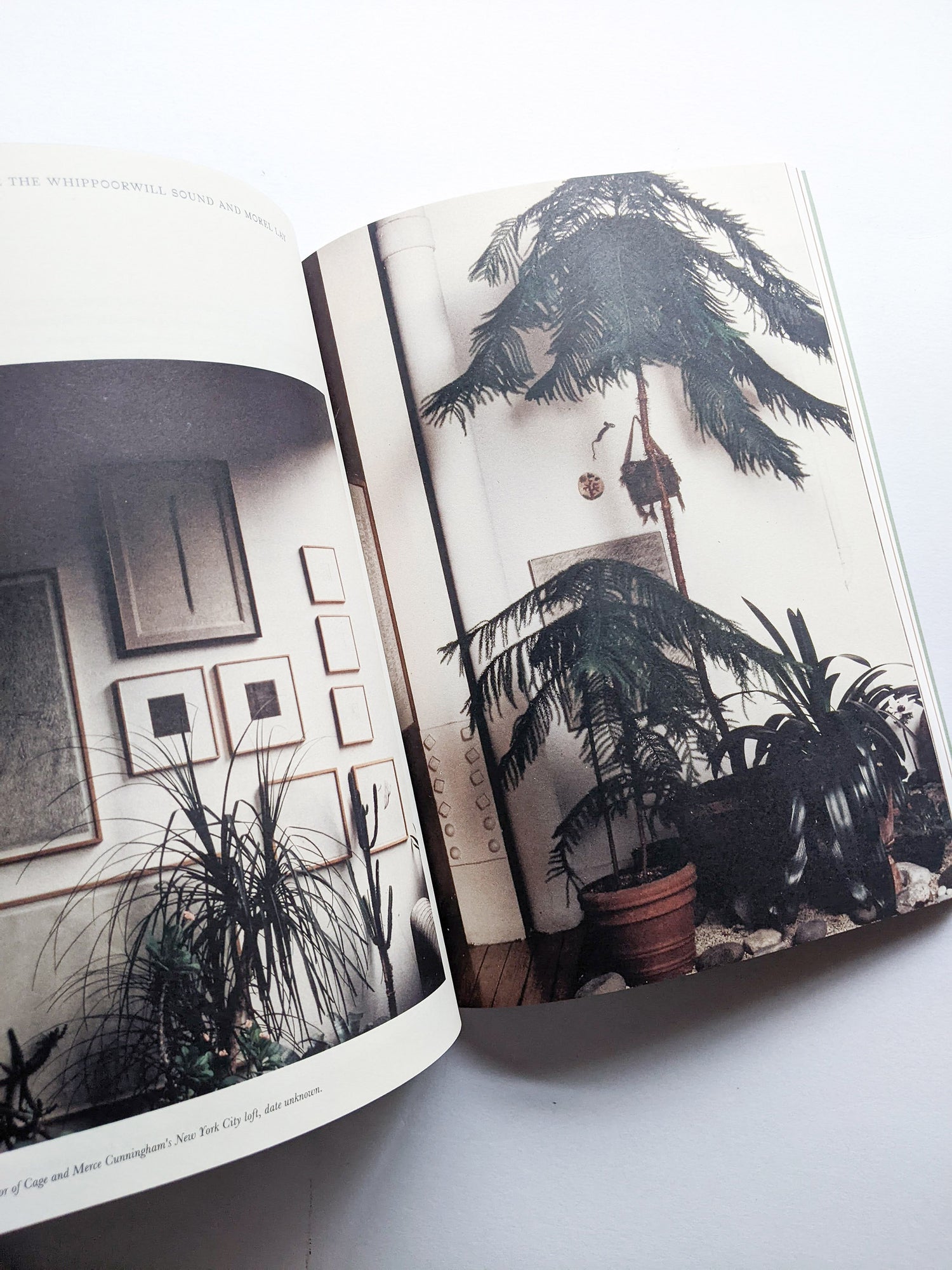 A MYCOLOGICAL FORAY / John Cage