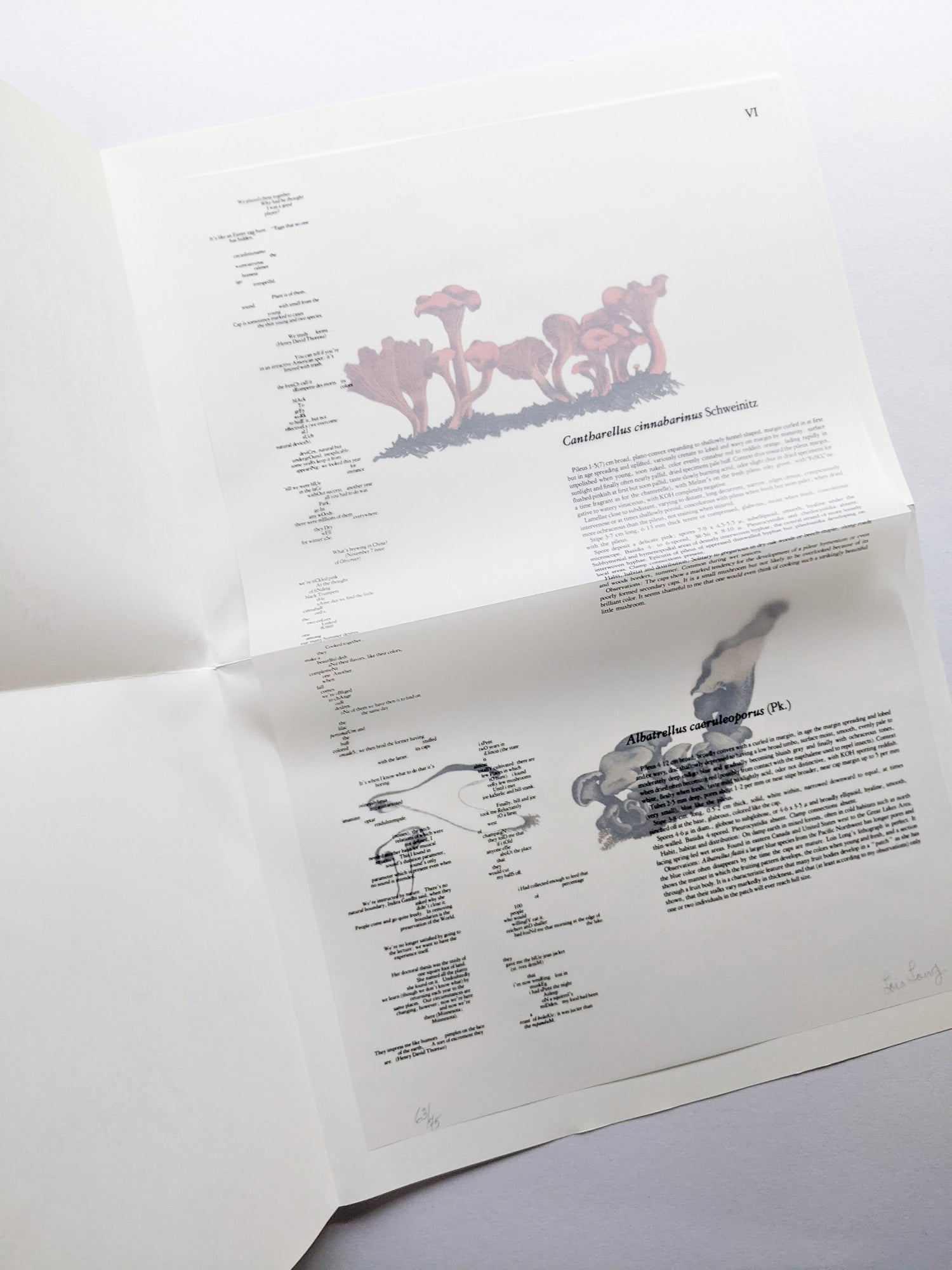 A MYCOLOGICAL FORAY / John Cage