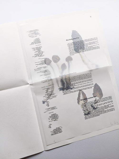 A MYCOLOGICAL FORAY / John Cage