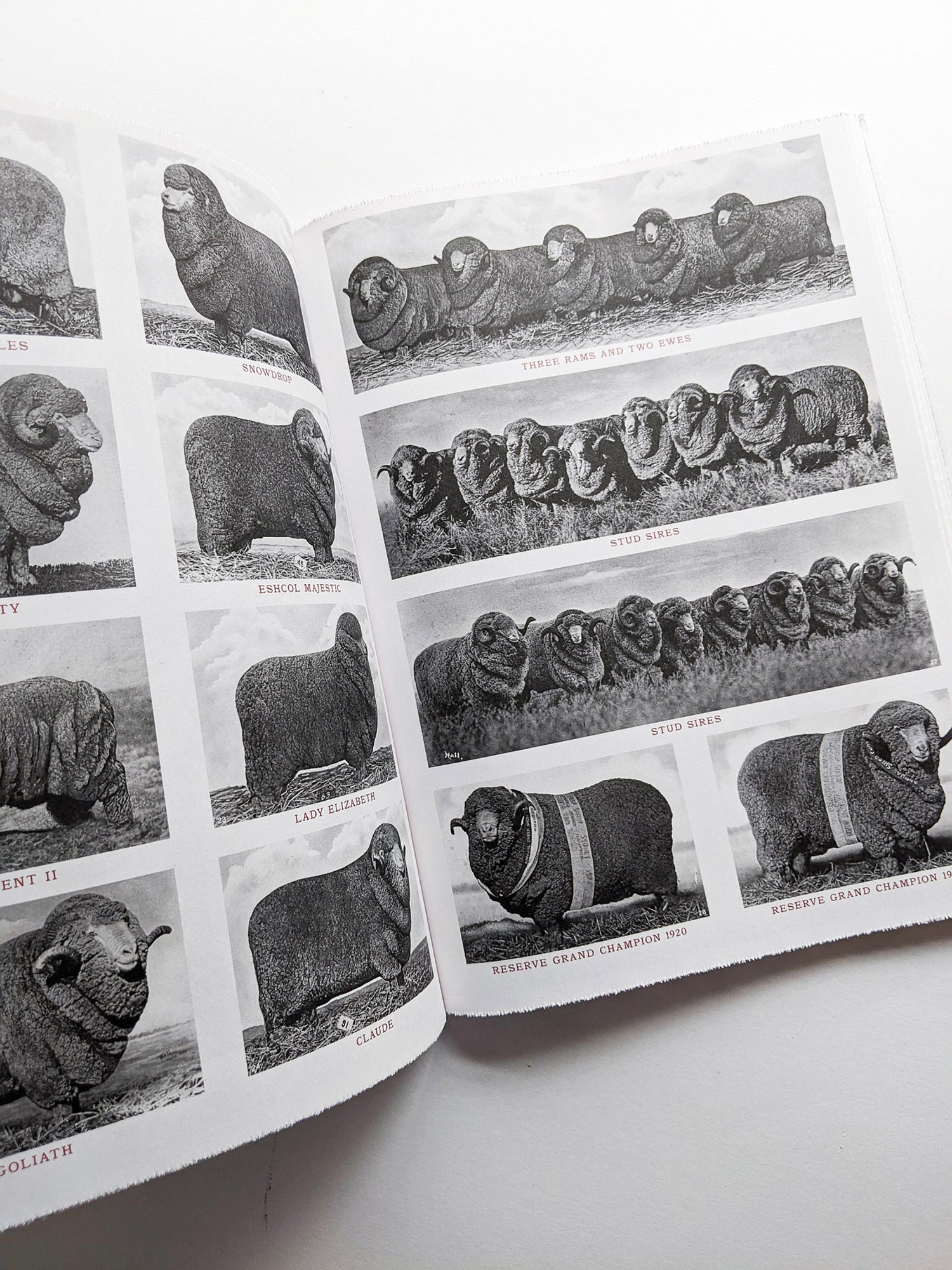 FORMAFANTASMA: OLTRE TERRA / Formafantasma