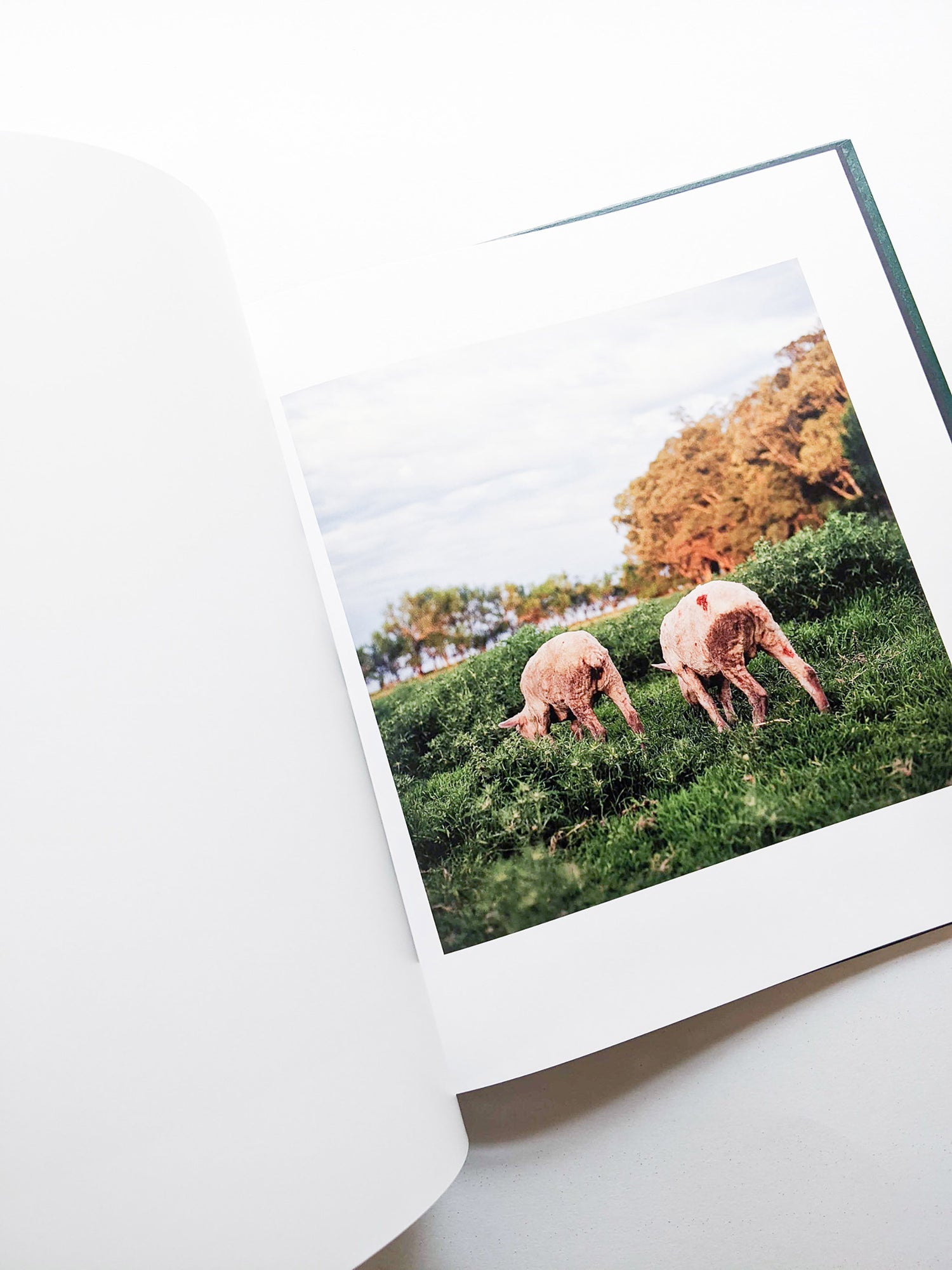 ON THE SIXTH DAY / Alessandra Sanguinetti [SIGNED]