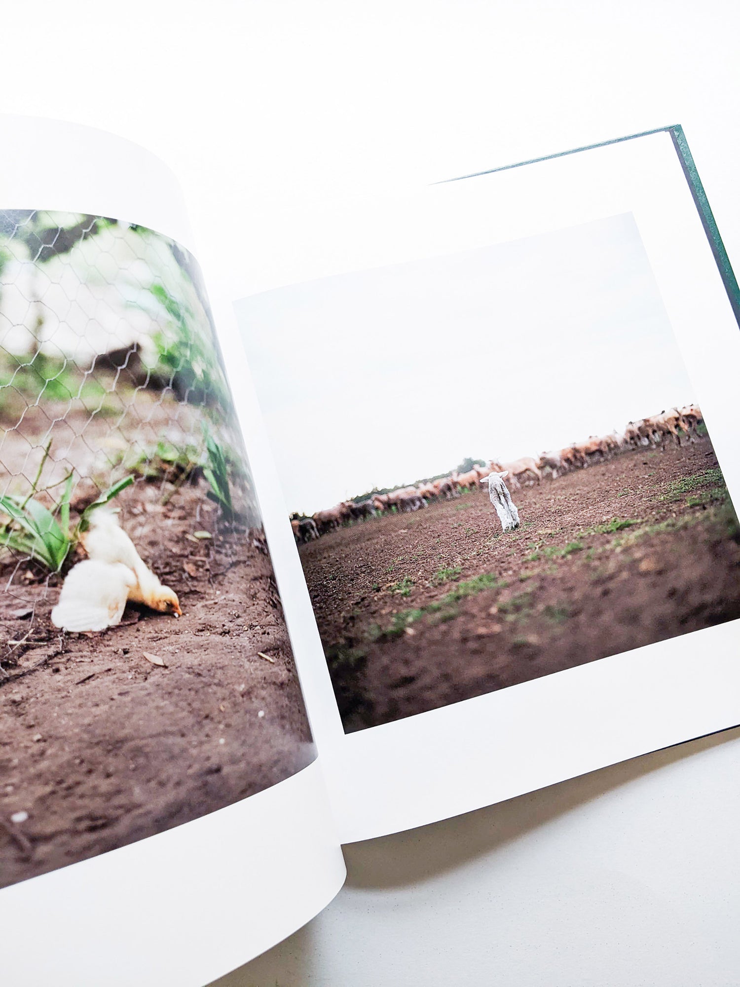 ON THE SIXTH DAY / Alessandra Sanguinetti [SIGNED]