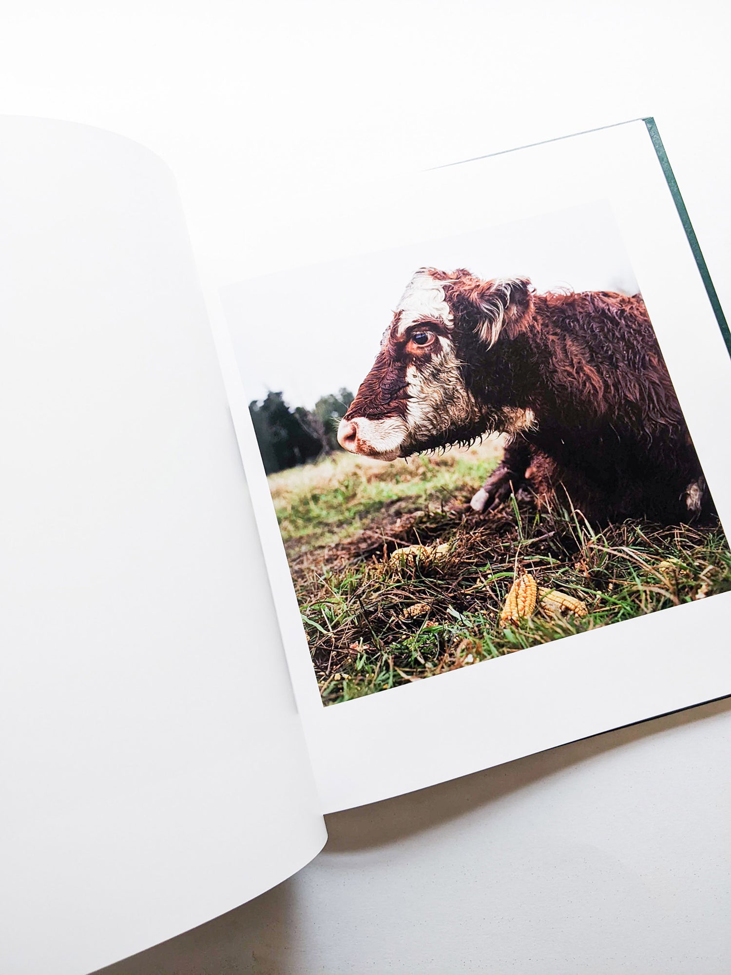 ON THE SIXTH DAY / Alessandra Sanguinetti [SIGNED]