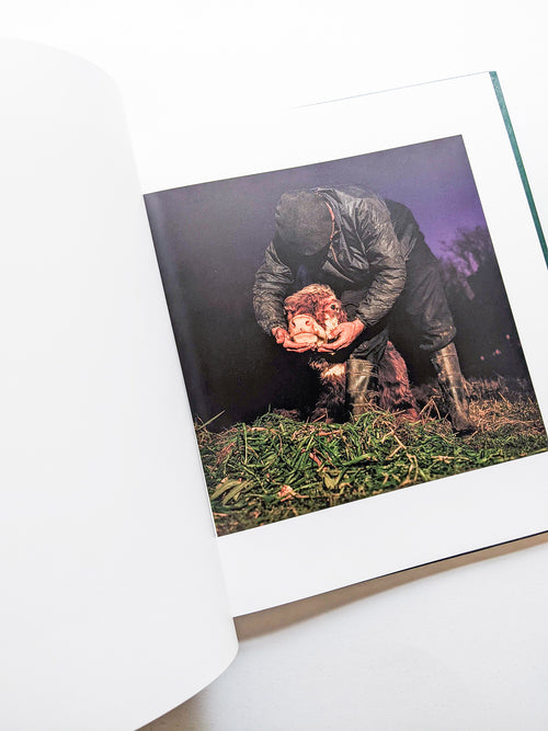 ON THE SIXTH DAY / Alessandra Sanguinetti [SIGNED]