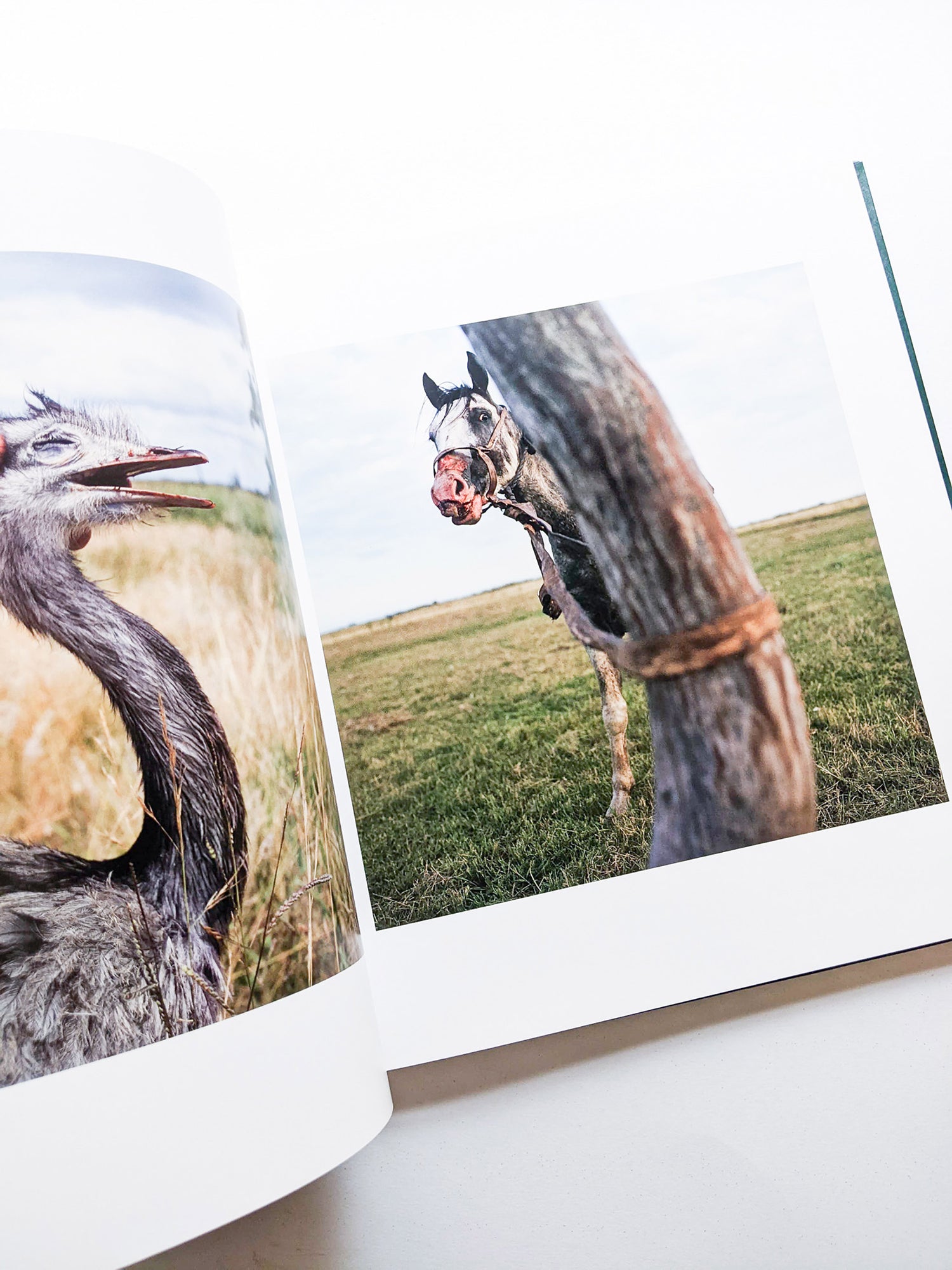 ON THE SIXTH DAY / Alessandra Sanguinetti [SIGNED]