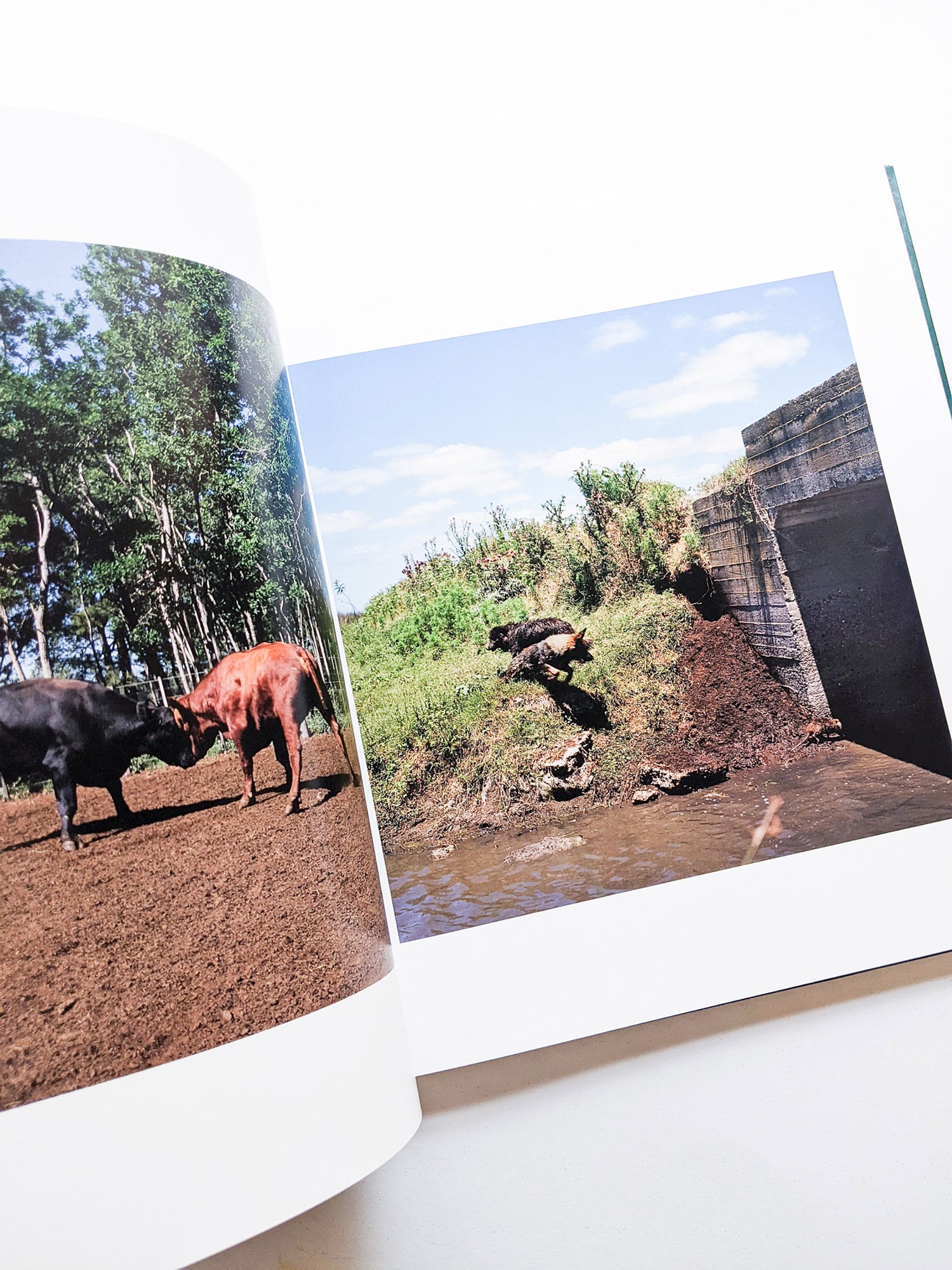 ON THE SIXTH DAY / Alessandra Sanguinetti [SIGNED]