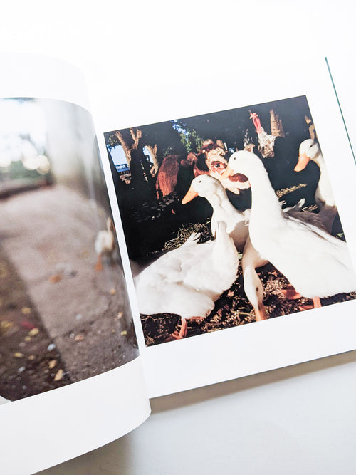 ON THE SIXTH DAY / Alessandra Sanguinetti [SIGNED]