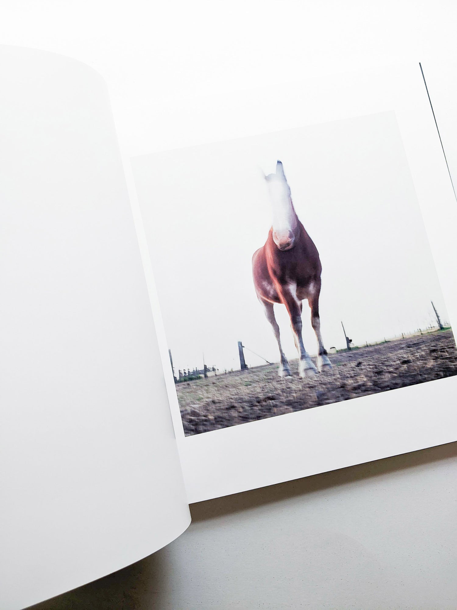 ON THE SIXTH DAY / Alessandra Sanguinetti [SIGNED]