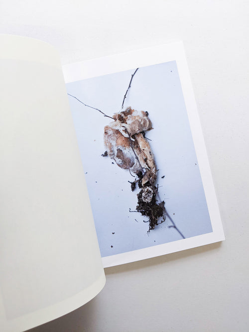 群れた島々と キノコたち / Islands, Islets, and Their Mushrooms