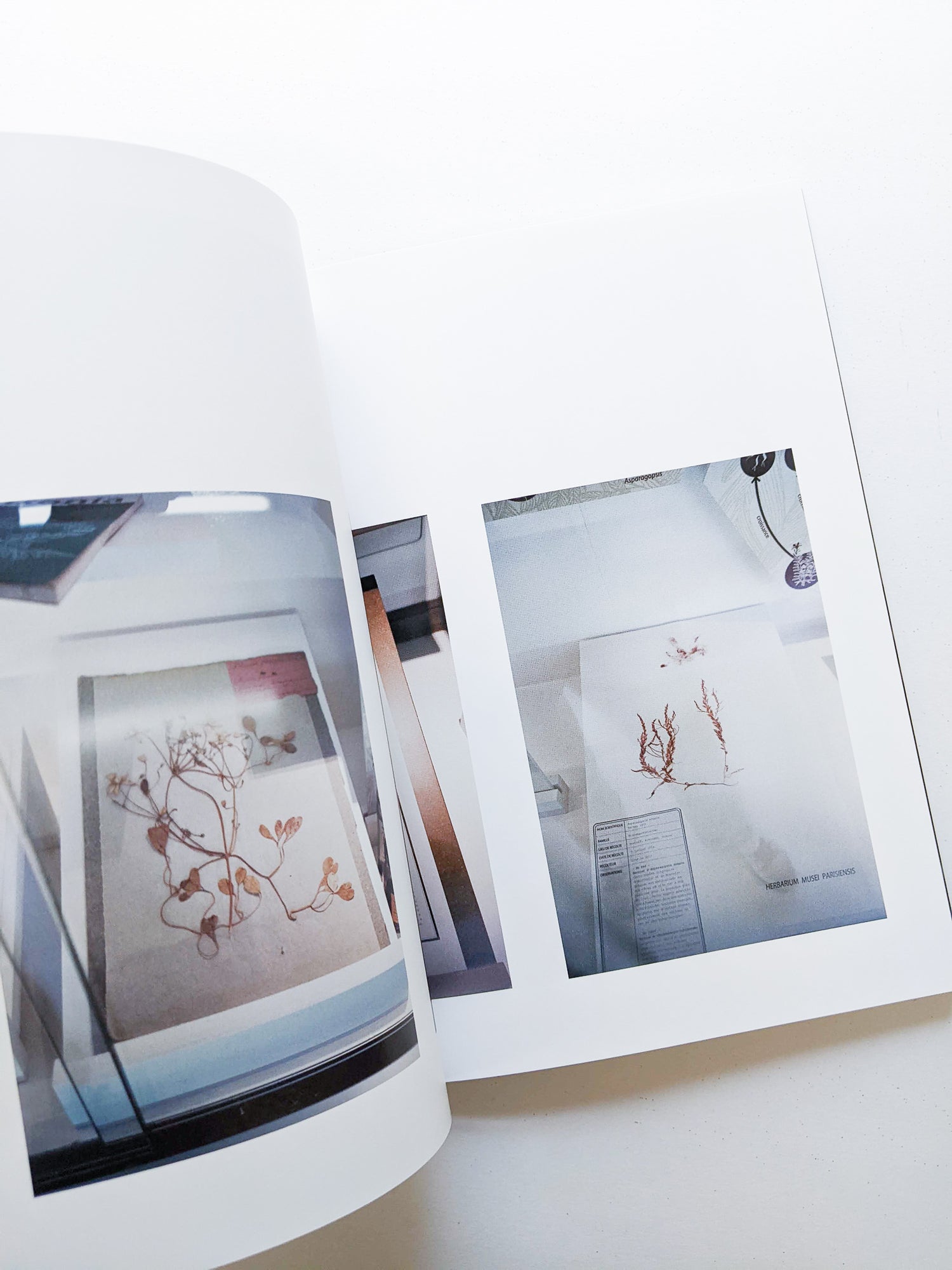 CLARITY / Sayo Nagase