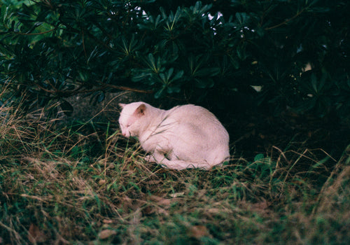 ー・・ Print J [SIGNED / FRAMED]