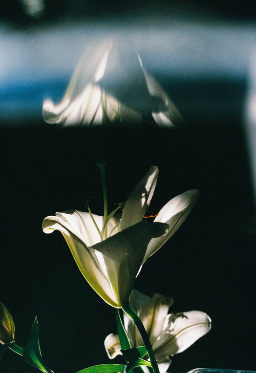 ー・・ Print A [SIGNED / FRAMED]