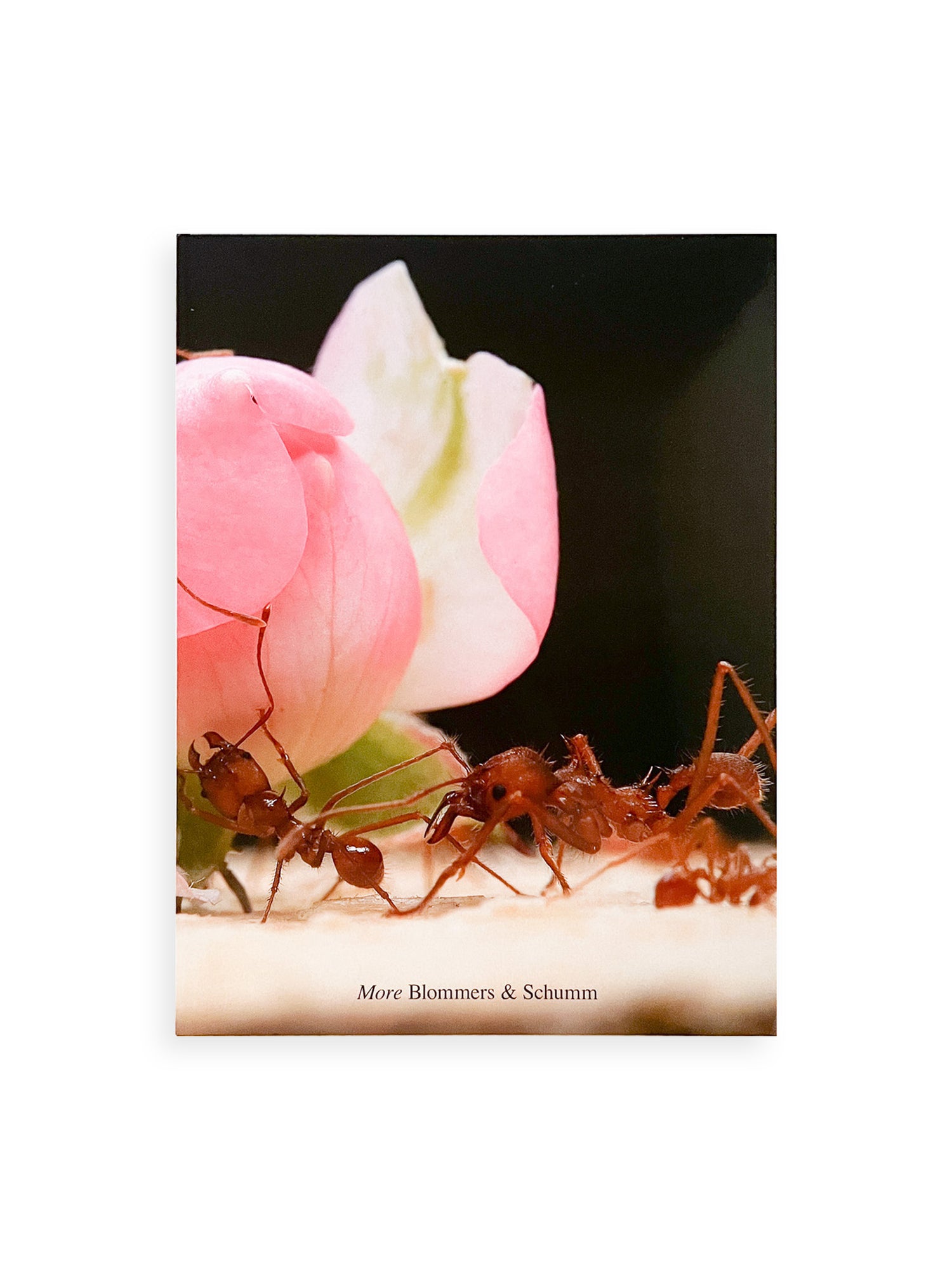 More / Blommers & Schumm